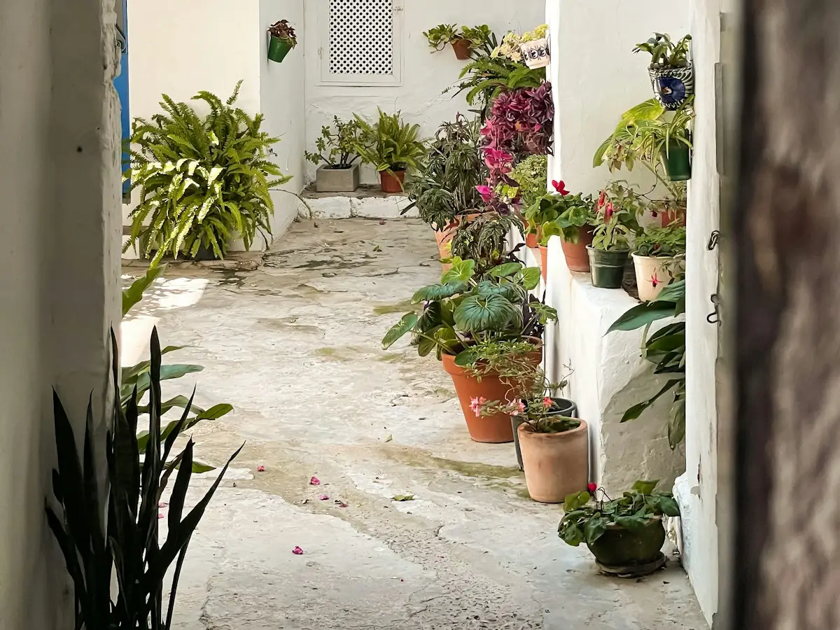 Patio interno con plantas y macetas